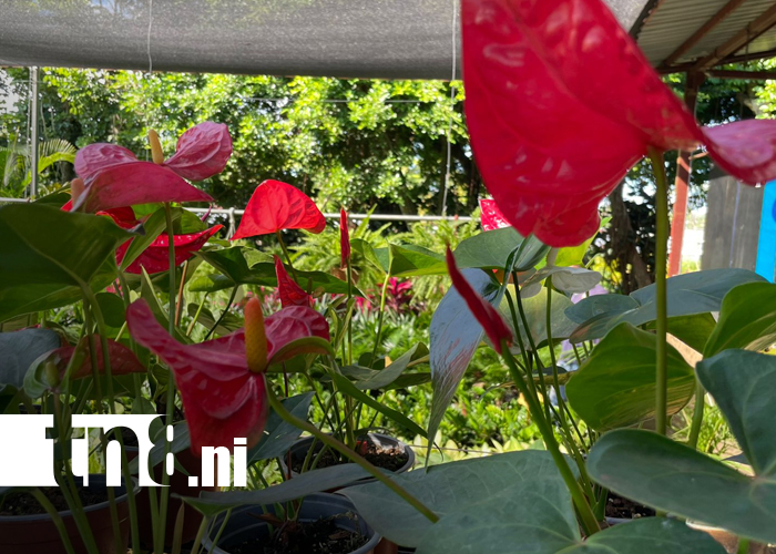 Foto: ¡Navidad natural! Catarina brilla con las pastoras y cipreses de Torenias/TN8