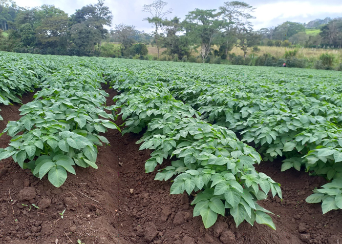 Foto: Nicaragua espera cosecha de 140,700 quintales de papa en noviembre/Cortesía