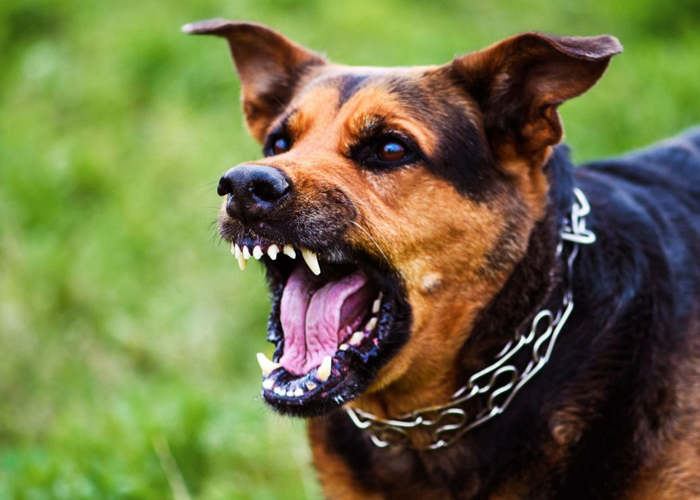Foto: Perro desata tragedia: niño con graves heridas en Quilalí/Cortesía