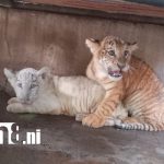 Foto: tigresas en el Zoológico Nacional /TN8