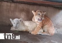 Foto: tigresas en el Zoológico Nacional /TN8