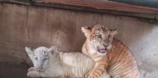 Foto: tigresas en el Zoológico Nacional /TN8
