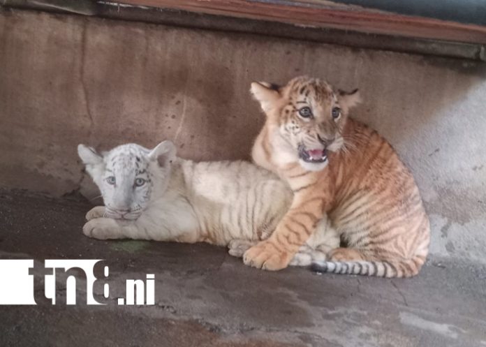 Foto: tigresas en el Zoológico Nacional /TN8
