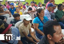 Foto: Plátano de Ometepe, motor económico de la isla/Cortesía