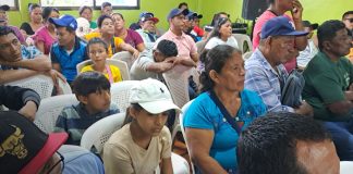 Foto: Plátano de Ometepe, motor económico de la isla/Cortesía