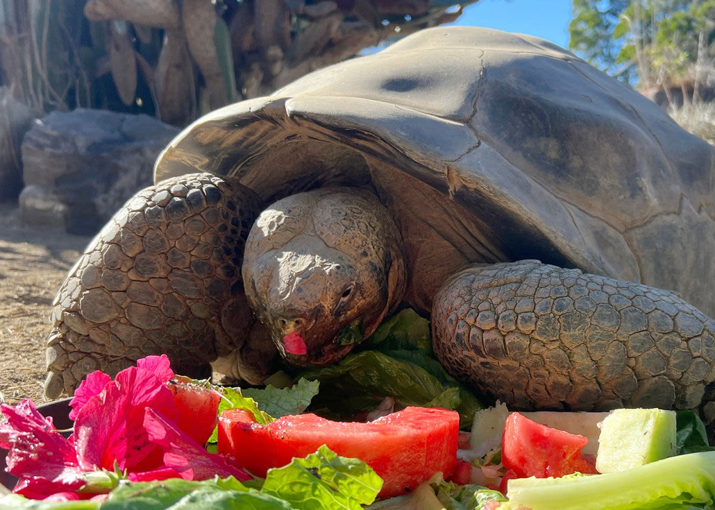 Foto: La tortuga que sobrevivió a 20 presidentes estadounidenses /Cortesía