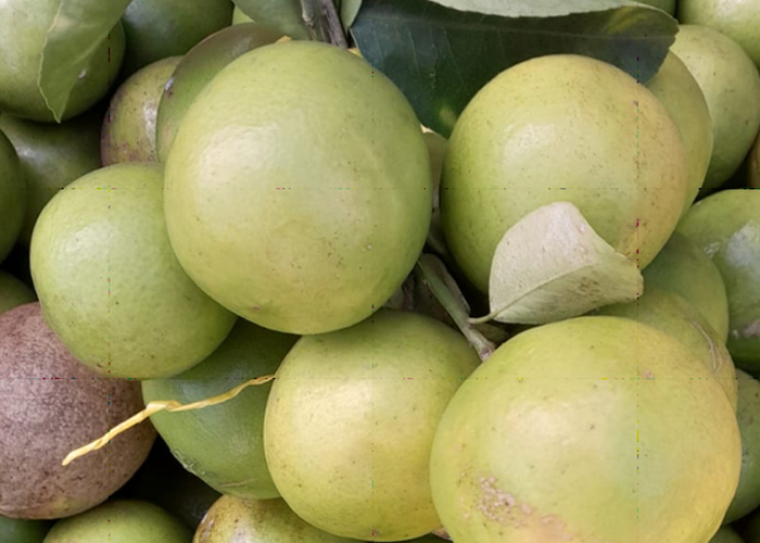 Foto: Mercados abastecidos de productos típicos de temporada/Cortesia