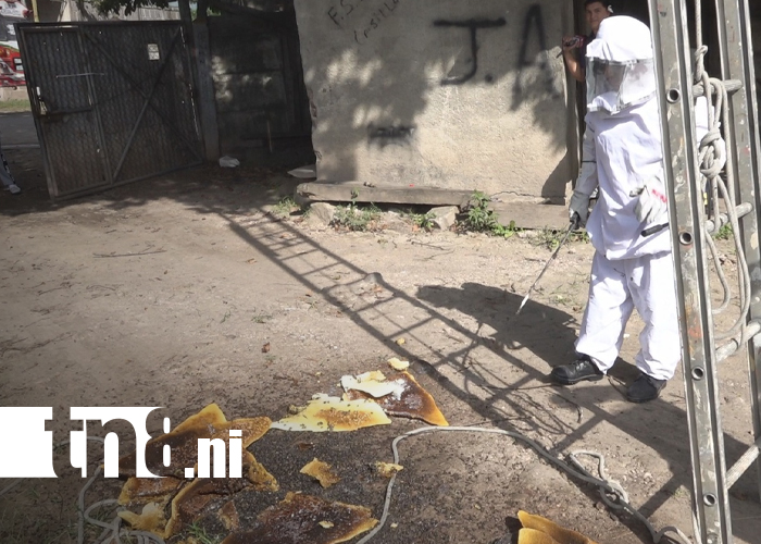 Foto: Enjambre de abejas africanas causa alarma en sector de “Roba Casa” en Estelí / TN8