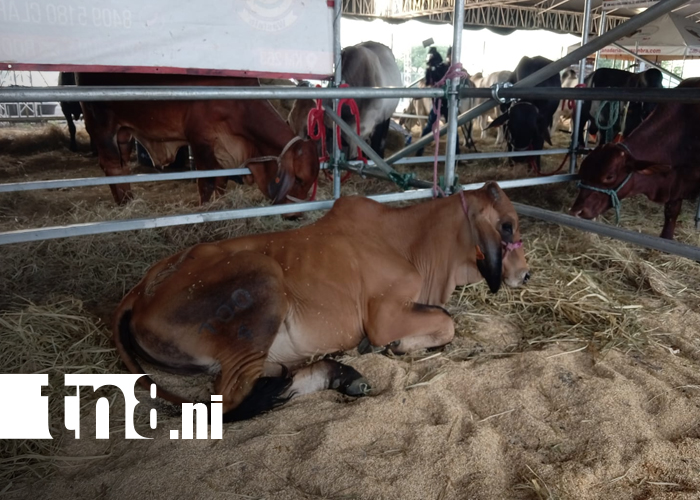 Foto: la Feria Ganadera Navidad 2025 ya está aquí/TN8