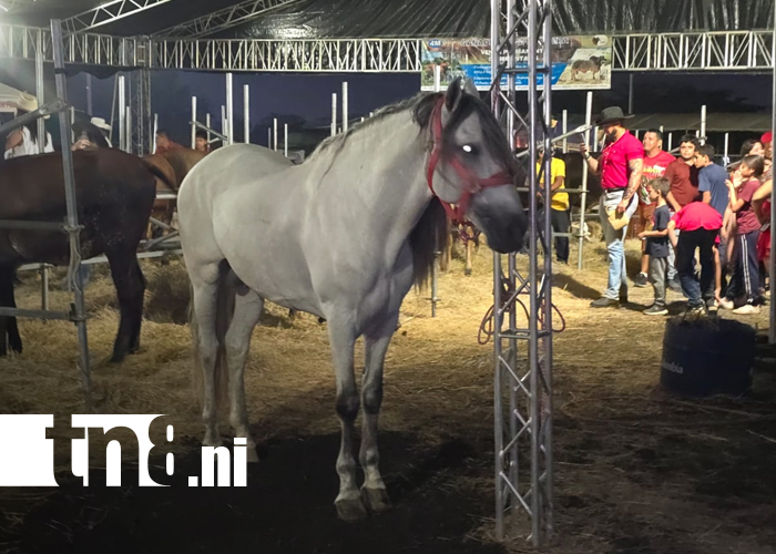 Foto: Feria Ganadera Navideña 2025 cierra con éxito y alto movimiento comercial en Managua/TN8