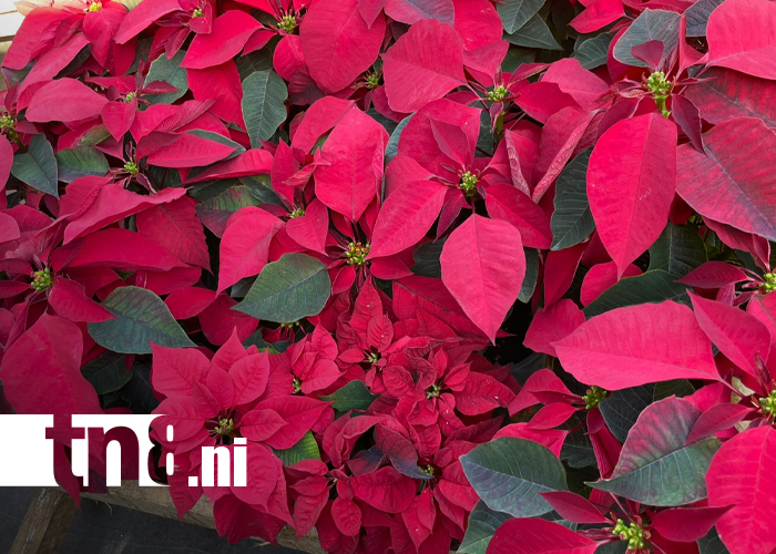 Foto: ¡Navidad natural! Catarina brilla con las pastoras y cipreses de Torenias/TN8