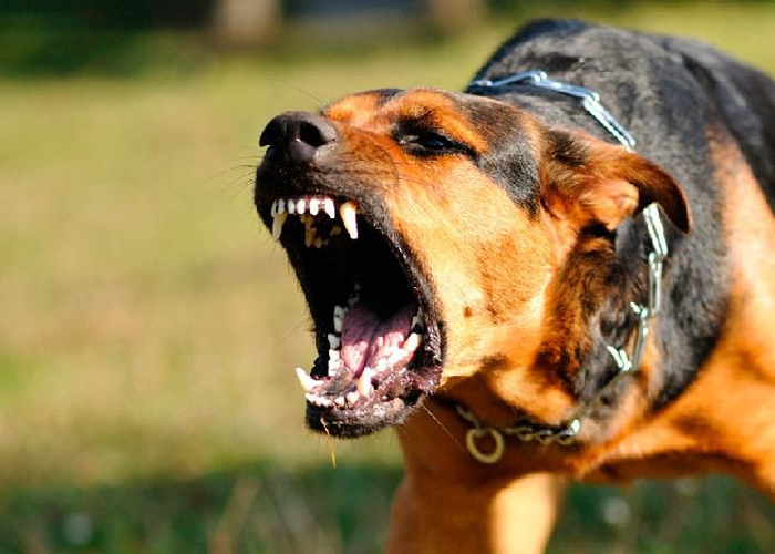 Foto: Perro desata tragedia: niño con graves heridas en Quilalí/Cortesía