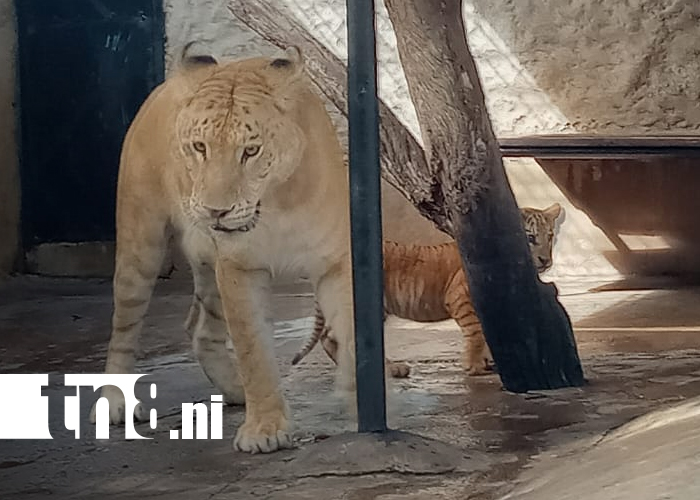 Foto: tigresas en el Zoológico Nacional /TN8