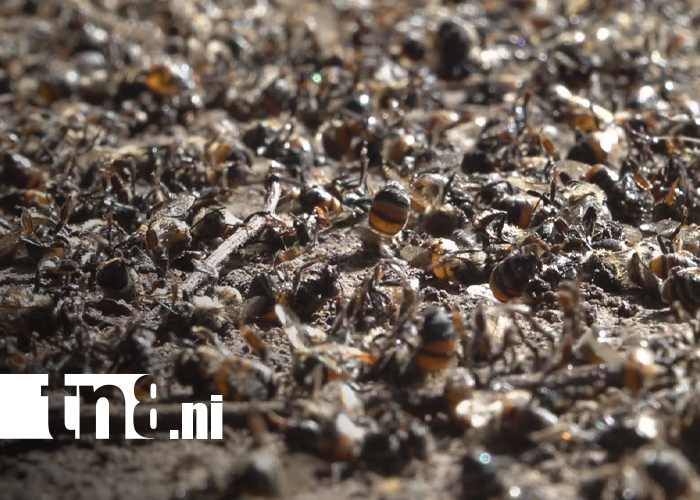 Foto: Enjambre de abejas africanas causa alarma en sector de “Roba Casa” en Estelí / TN8