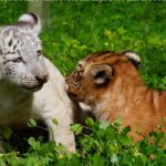 Foto: Dos tigres nacen en el Zoológico Nacional de Nicaragua