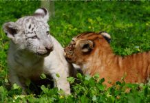 Foto: Dos tigres nacen en el Zoológico Nacional de Nicaragua
