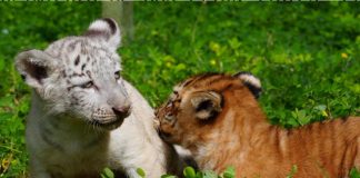Foto: Dos tigres nacen en el Zoológico Nacional de Nicaragua