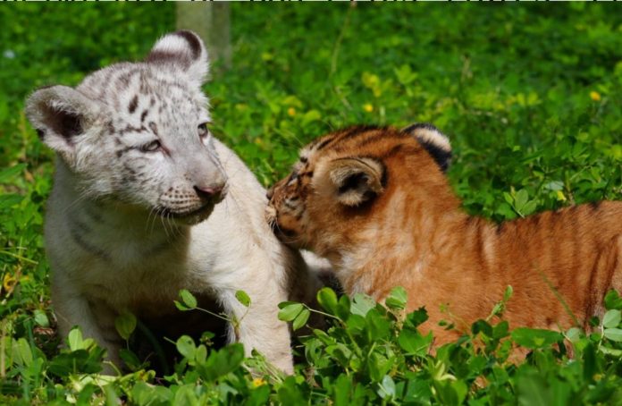 Foto: Dos tigres nacen en el Zoológico Nacional de Nicaragua