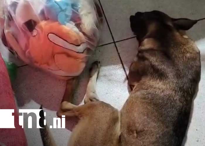 Foto: Cangurito, perro que se ha hecho viral en redes desde Carazo / TN8