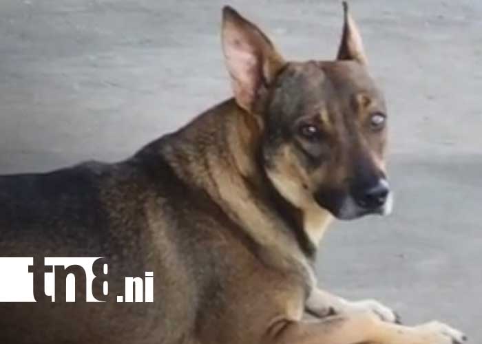 Foto: Cangurito, perro que se ha hecho viral en redes desde Carazo / TN8