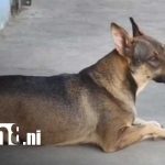 Foto: Cangurito, perro que se ha hecho viral en redes desde Carazo / TN8