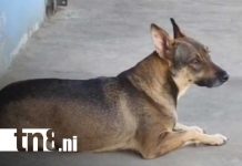 Discordia viral en Carazo: La disputa por «Cangurito», el perro más famoso de las redes Foto: Cangurito, perro que se ha hecho viral en redes desde Carazo / TN8