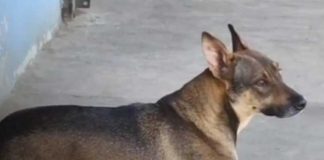 Foto: Cangurito, perro que se ha hecho viral en redes desde Carazo / TN8