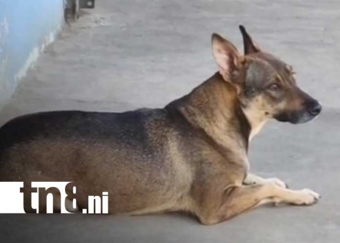 Foto: Cangurito, perro que se ha hecho viral en redes desde Carazo / TN8