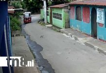 Conductores inhumanos en Managua: aumento de atropellos a gatitos genera consternación Foto: Crueldad contra gatos en barrios de Managua / TN8