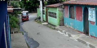 Foto: Crueldad contra gatos en barrios de Managua / TN8