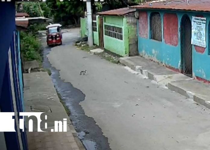 Foto: Crueldad contra gatos en barrios de Managua / TN8 Foto: Crueldad contra gatos en barrios de Managua / TN8