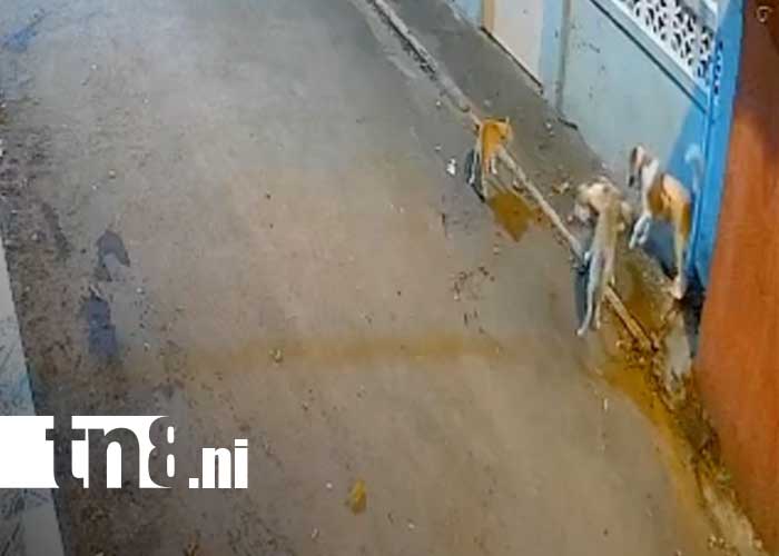 Foto: Crueldad contra gatos en barrios de Managua / TN8