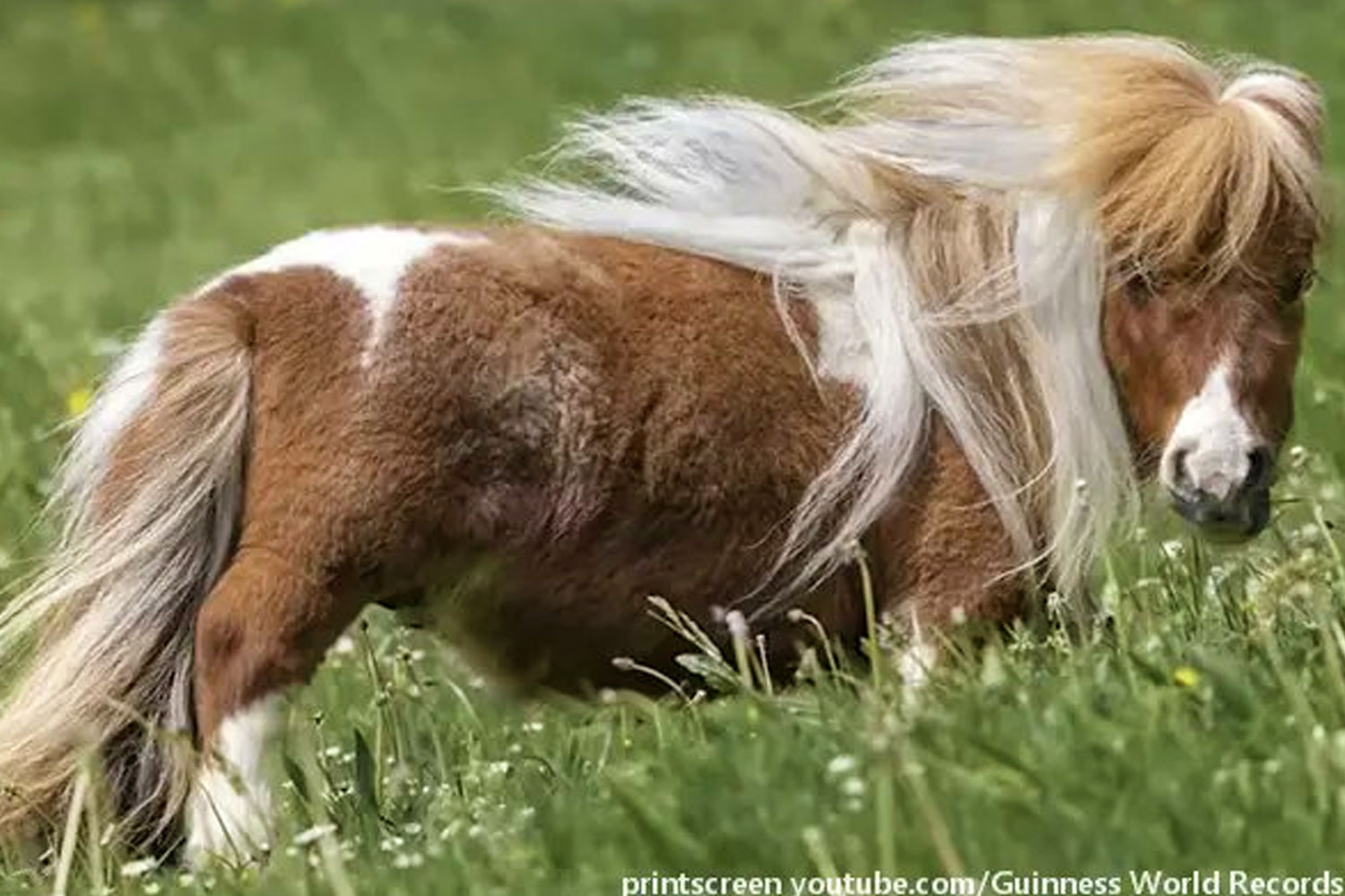 Foto: Así es Pumuckel, el caballo más pequeño y adorable del mundo/ Cortesía 