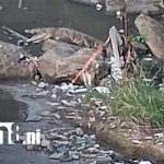 Foto: Lagarto aparece en una zona del Lago de Managua / TN8