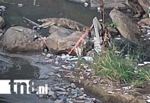 «¡Cuidado, un lagarto!»: Susto en la Pedro Joaquín Chamorro, Managua Foto: Lagarto aparece en una zona del Lago de Managua / TN8