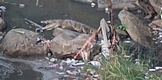Foto: Lagarto aparece en una zona del Lago de Managua / TN8