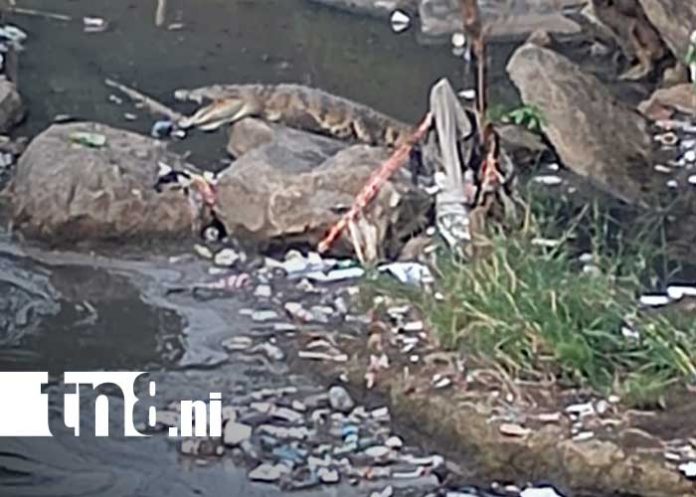 Foto: Lagarto aparece en una zona del Lago de Managua / TN8