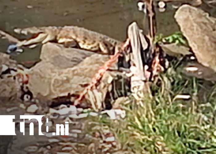 Foto: Lagarto aparece en una zona del Lago de Managua / TN8