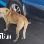 Indignación en Managua: Conductor arrastra a perrito amarrado en plena vía (VIDEO) Foto: Indignación por crueldad contra un perrito en Managua / TN8