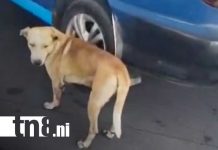 Indignación en Managua: Conductor arrastra a perrito amarrado en plena vía (VIDEO) Foto: Indignación por crueldad contra un perrito en Managua / TN8