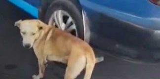 Foto: Indignación por crueldad contra un perrito en Managua / TN8
