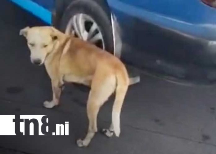 Foto: Indignación por crueldad contra un perrito en Managua / TN8 Foto: Indignación por crueldad contra un perrito en Managua / TN8