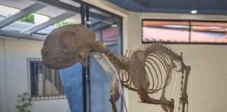 Foto: Museo de Ciencias Naturales en la Universidad Casimiro Sotelo / TN8