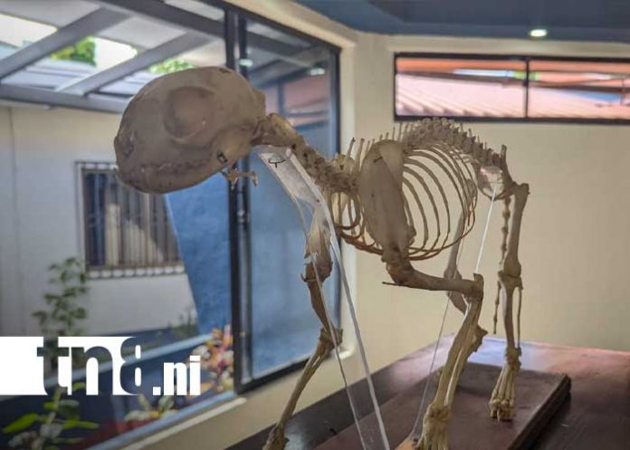 Foto: Museo de Ciencias Naturales en la Universidad Casimiro Sotelo / TN8 Foto: Museo de Ciencias Naturales en la Universidad Casimiro Sotelo / TN8