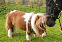 Así es Pumuckel, el caballo más pequeño y adorable del mundo