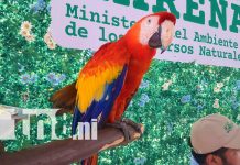 Una jornada inolvidable con animales en Ometepe