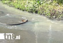 Foto: Mal olor, mosquitos y aguas negras: la pesadilla diaria de Villa Guadalupe /TN8