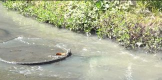 Foto: Mal olor, mosquitos y aguas negras: la pesadilla diaria de Villa Guadalupe /TN8