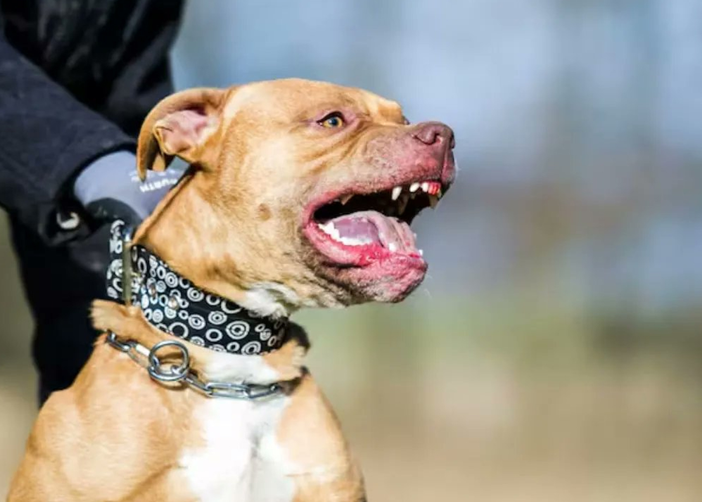 Foto: Estados Unidos en shock: pitbull mata a una niña de 2 años /Cortesía