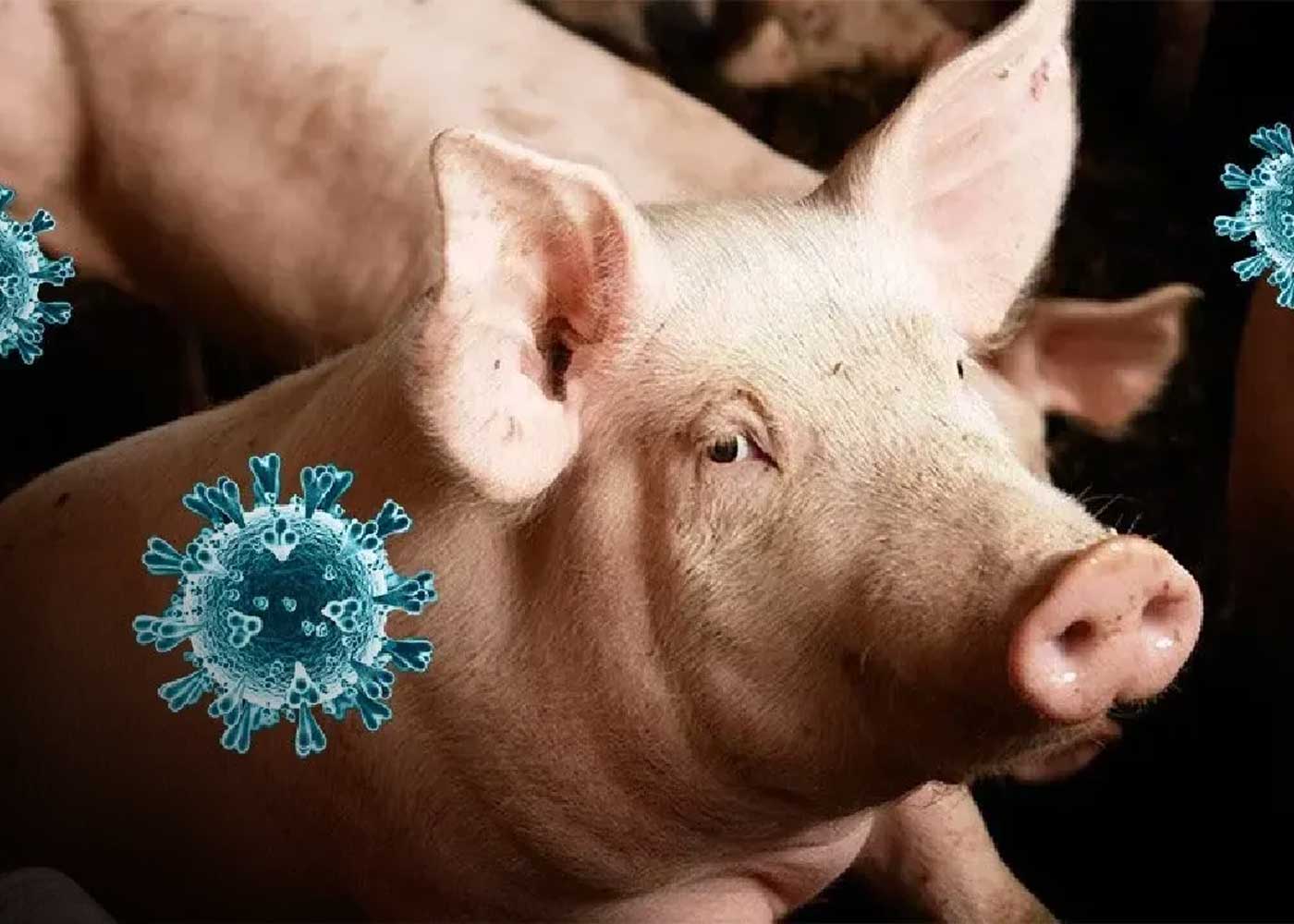 Foto:Cataluña refuerza controles por brote de peste porcina/Cortesía